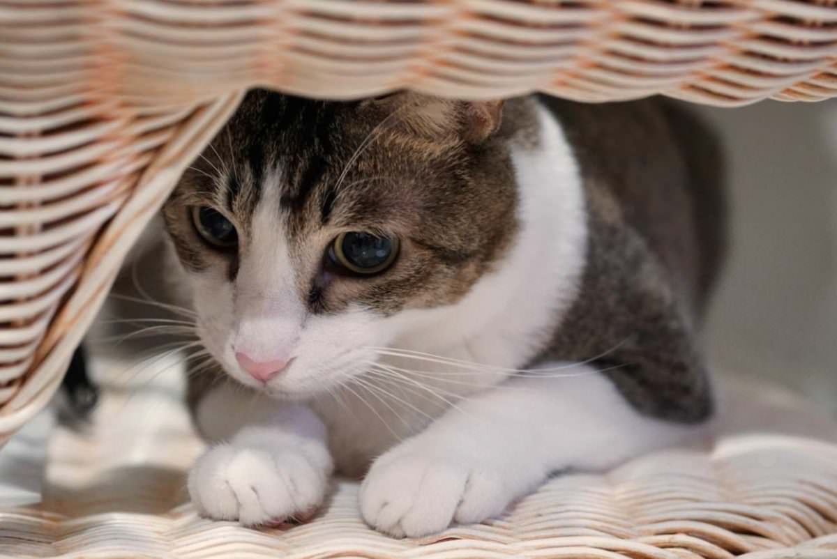 【喵喵日記】貓血栓的居家照顧，準備適合癱貓的照護環境 - 巷子裡的生活