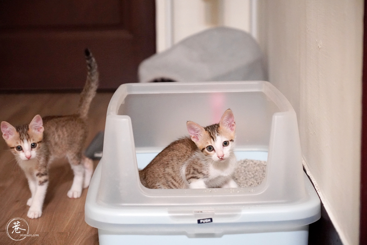 【2023 貓砂推薦】實測5款熱門無塵礦砂比較！凝結力、粉塵量、除臭效果真實評比開箱