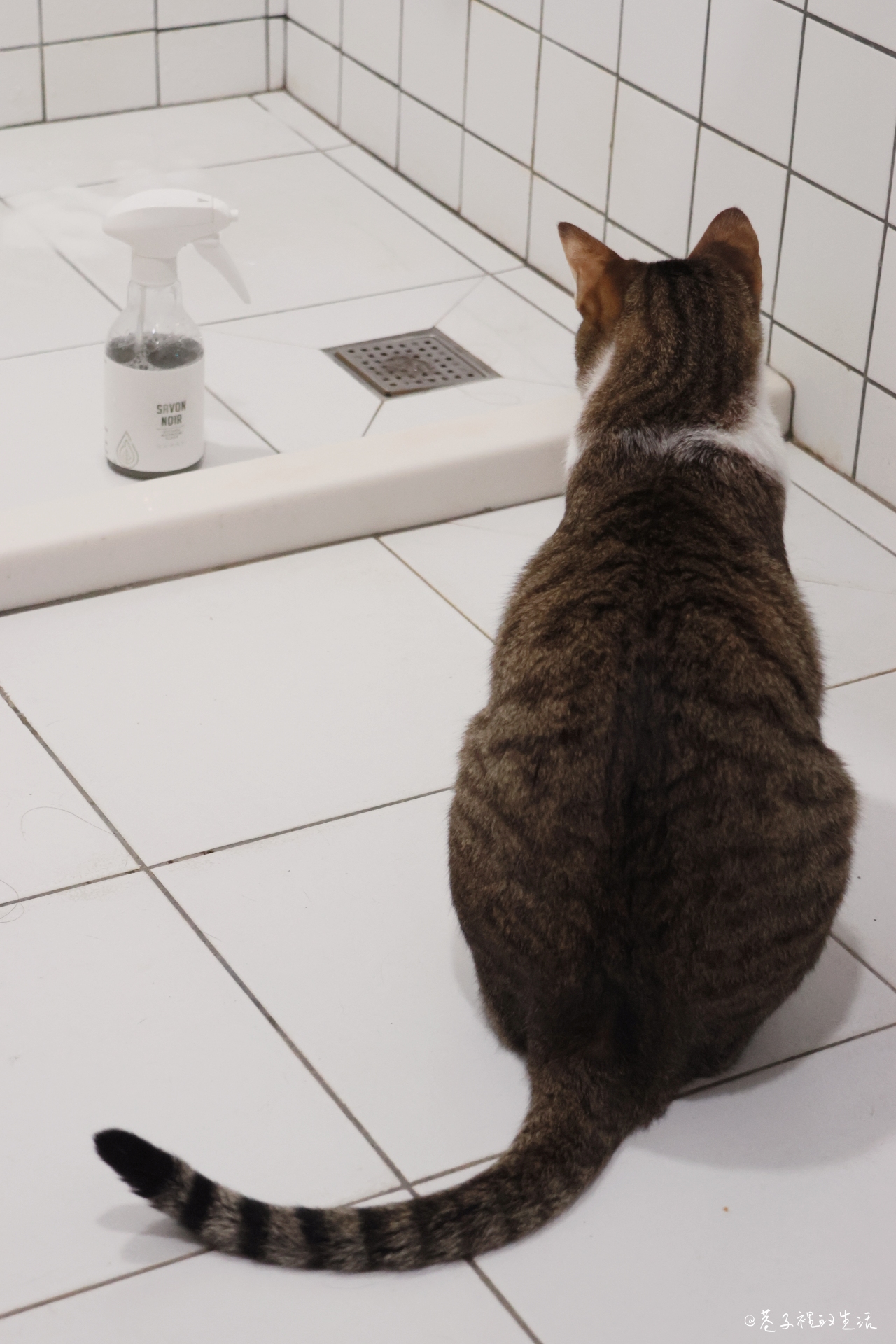 居家清潔的萬能小幫手，水魔素家事清潔黑肥皂液：家裡有貓貓、小孩也能使用